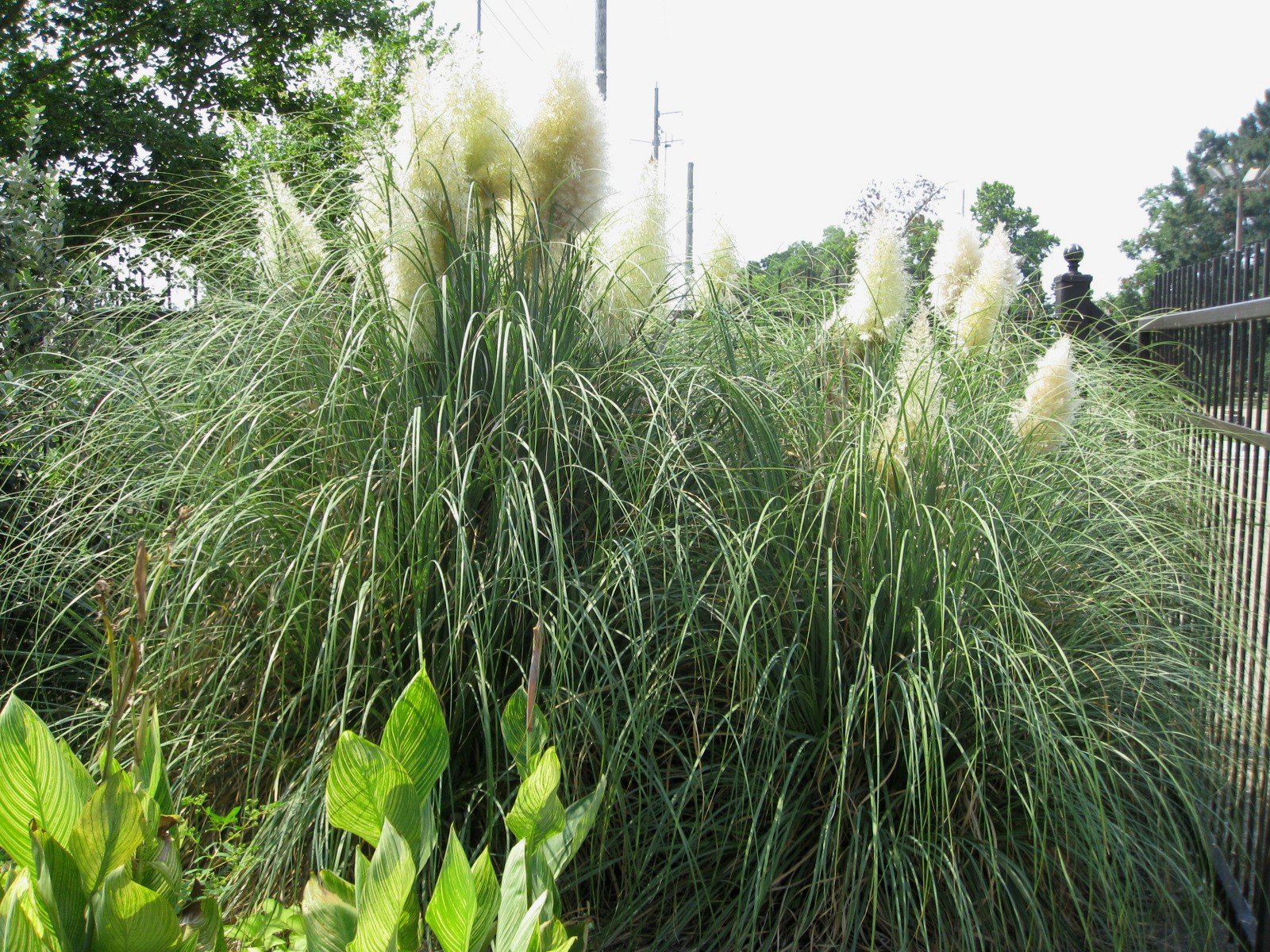 Кортадерия Cortaderia selloana pumila